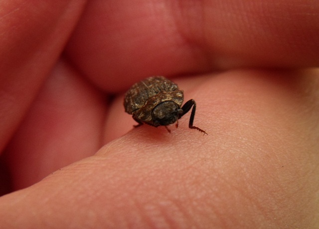 Elateridae appenninico (Agrypnus murinus)